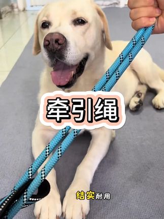 / 自从有了P绳就再也不想用胸背了,就这样一套一拉就可以出门了#家有中华田园犬 #毛孩子的日常 #萌宠出道计划