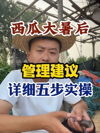 西瓜大暑后详细的五点管理建议实操 #西瓜种植 #农业种植 #种植小技巧 #传播农业小知识 #分享农业知识帮农民增产增收