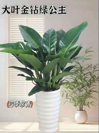 大叶金钻绿公主