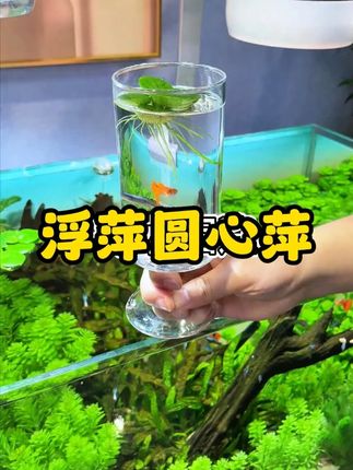 鱼缸里放片小铜钱 你想把鱼养死都难#养鱼日记 #水草造景