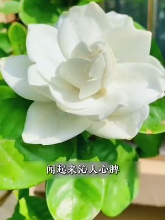 家里什么都不养,也要养盆栀子花 #室内盆栽 #花卉绿植 #花卉基地