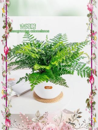 #吉姆蕨 #网红盆栽 #室内绿植 #蕨类植物 #好养 吉姆蕨网红植物盆栽绿植室内茶室盆景花卉水培蕨类观叶好养盆栽花