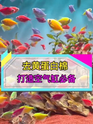 蛋白棉吸附性真的好,去黄水效果杠杠的,想要空气缸一定要用上它 #鱼缸黄水 #蛋白棉 #沉木造景 #空气缸 #水族