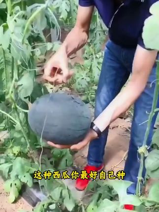 精选优质品种,出芽率高,抗病性强,南北可种。瓜型圆润饱满,黑皮泛亮,切开红肉流蜜,无籽无渣,甜度爆表。从种到收周期短, 都能养,现摘现吃超清爽,新手也能收获甜蜜!#黑皮无籽西瓜种子#阳台庭院#花盆种植