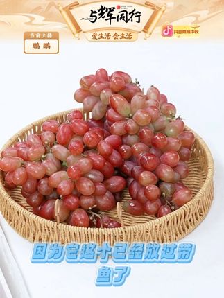 四川大凉山现采现摘无籽红提克伦生葡萄#爆甜多汁 #孕妇水果 #葡萄苗 #香甜多汁