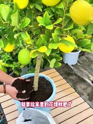 种花肥料很重要,养花种菜必备神器-内蒙古纯羊粪发酵有机,肥, , #养花种菜#源头直供#羊粪有机肥#纯羊粪#育景源羊粪