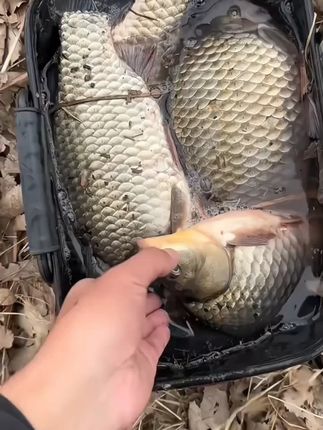 大禹飞鱼秋季野钓粘米钓饵料摇三摇钓鱼套装避小杂鱼饵料野钓鲫鱼 #户外钓鱼 #鲫鱼 #粘米钓饵 #摇三摇 #钓大板鲫