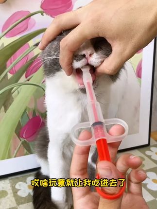 宠物吃药难题可被这小东西解决了#宠物喂药器 #猫咪吃药好物 #养猫人