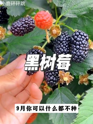 家里有孩子的一定要种这个黑树莓,它盆栽地栽都可以,大人小孩都爱吃#树莓 #黑莓 #阳台小院均可种植 #口感特别好