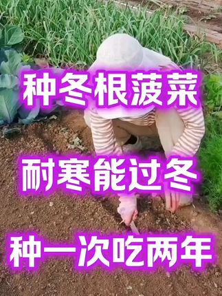 冬根菠菜种子 现在正是种植#菠菜 的季节,赶快种些这个#冬根菠菜种子 吧