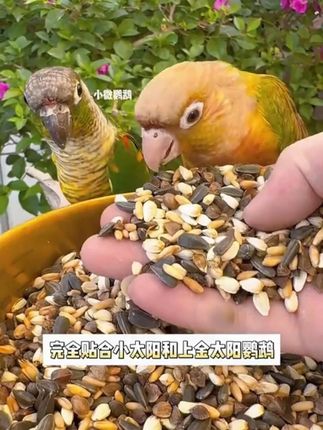 五合一混合鹦鹉鸟粮小太阳和尚金太阳凯克中大型带壳种子饲料鸟食#鹦鹉鸟粮 #鸟粮