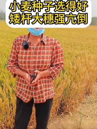 小麦种子选得好,矮杆大穗强亢倒 #高产小麦种子推荐 #鑫麦296