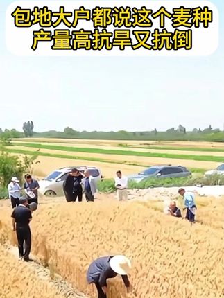 包地大户都说这个麦种,产量高抗旱又抗倒 #高产小麦种子推荐 #济麦22