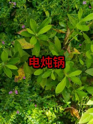 #电炖锅  #煲汤锅  #宝宝辅食