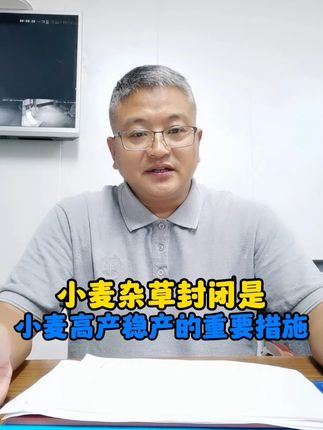 小麦杂草封闭,是小麦高产稳产的重要措施。 @种田找老季精选 #小麦种植 @抖音小助手 @DOU+上热门