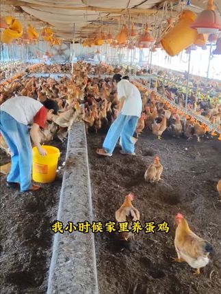 #雄牧下蛋宝 #农村散养土鸡 #科学养鸡 #养鸡人 #养鸡