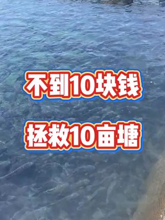 免扩培发酵芽孢杆菌水净爽,水产养殖专用。一袋可用6—10亩,调水稳水助肥水,无需发酵直接泼洒#水产养殖  #养殖技术  #鱼虾蟹养殖技术 #芽孢杆菌对水产养殖的作用