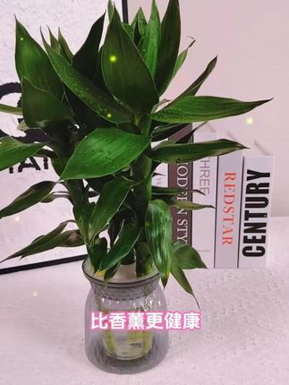 #水培观音竹 #室内绿植 #水培植物 #爱生活爱养花 #净化空气