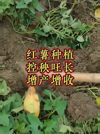 红薯种植妙招 #控旺 #增产增收 #红薯种植 #农用物资