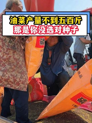 油菜亩产不到五百斤,那是你没选对种子 #2025年高产油菜种子 #三农 #油菜增产增收