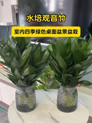 家里一定要养一盆#观音竹 寓意非常好,关键很好养,有水就活#观音竹 #水培植物 #花卉绿植 #爱生活爱养花 z