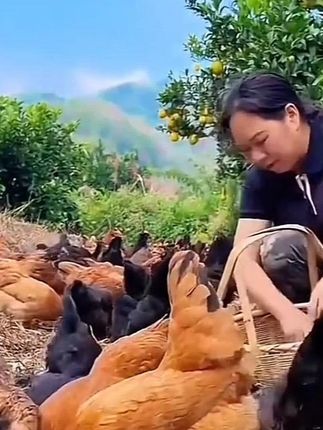 #土鸡蛋 #农村散养土鸡 #农村生活 #养鸡人 #土鸡蛋的营养价值