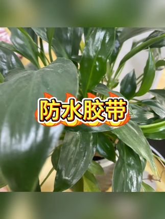 防水胶带 #防水补漏  #房屋维修  #胶带  #应急神器  #密封防潮