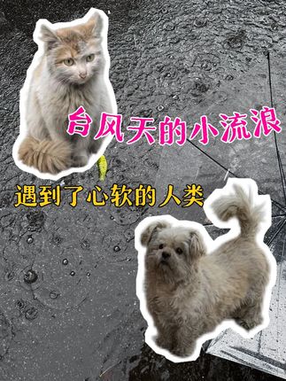 如果无法阻止这场大雨,那我愿意为你撑起一把伞#台风 #流浪猫 #流浪狗 #温暖