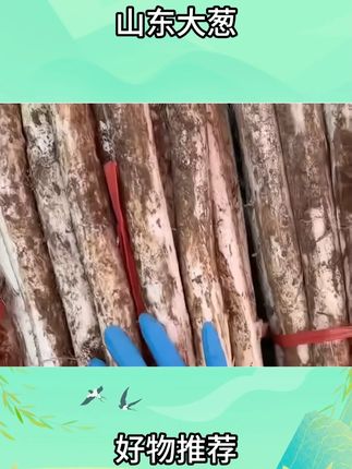 #山东章丘大葱  #优质农产品  #正宗章丘脆甜大葱  #超便宜超划算  #大葱种植