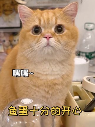 一只鱼蛋仔🐱