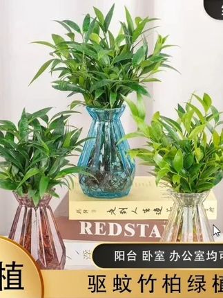 # 竹柏 是出了名的耐阴绿植,摆在家里十分好看,喜欢的宝子们赶紧安排起来#水培植物