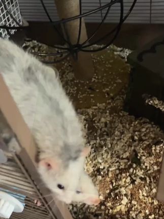 幸福的窝在小窝里#花枝鼠  #鼠鼠我呀  #萌宠