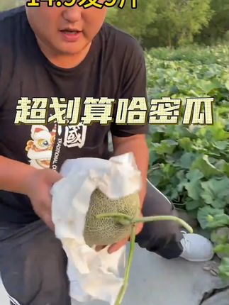 新疆哈密瓜大丰收了!很便宜给您发一箱! #新疆哈密瓜 #哈密瓜 #蜜瓜 #瓜