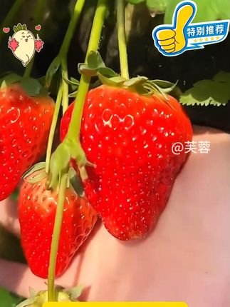 现在正是#奶油草莓 的种植季节,种植简单、产量多1,喜欢吃#草莓 的种起来吧#家庭种植 #草莓种子