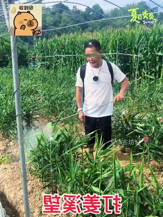 -姜溪望三颗苗后使用 提质增产 综合防治病虫害生姜专用#综合防治病虫 #种植小技巧 #抖音助农 #农业种植 #三农