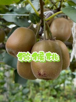 我们的猕猴桃还是去年的园子哈,味道很棒! #猕猴桃#泰山一号猕猴桃#新鲜猕猴桃#新鲜猕猴桃水果#高品质猕猴桃