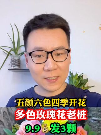 9.9元到手3颗月季玫瑰老桩 2-3年老根苗现挖现发苗月季苗 9.9元到手3颗月季玫瑰老桩 2-3年老根苗现挖现发苗月季苗颜色随机#