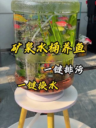 用矿泉水桶养鱼真的太好玩了! #矿泉水桶养鱼 #新手养鱼 #生态鱼缸 #养鱼日记