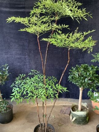 老桩南天竹基地绿植直发木贼草绿植盆栽室内#南天竹 #植物造景 #空间美学 #室内盆栽 #大型绿植 #客厅绿植