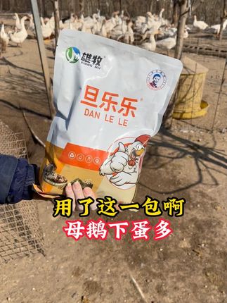 #养鸡 #养鹅 #养鸭 #雄牧旦乐乐 #养鸡人