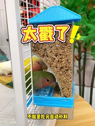 加一次吃一个月的鹦鹉喂食盒,懒人必备#鹦鹉喂食器 #喂食盒 #手养鹦鹉 #养鸟必备