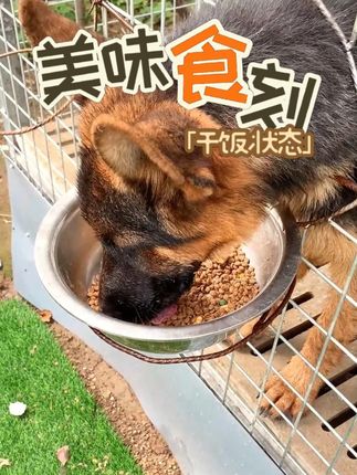 针对敏感肠胃设计,温和易吸收,守护幼犬及老年犬消化健康 #狗粮 #狗粮测评 #养狗人 #狗狗吃饭 #新手养狗