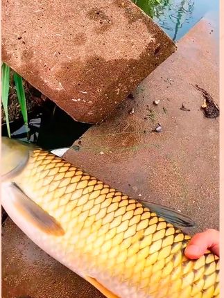 天气闷热如何钓好草鱼,在玉米饵料里加入这款草青狂,效果非常不错 #钓草鱼饵料 #草鱼  #草鱼添加剂