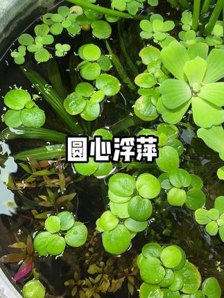 只要鱼缸里放上它,鱼缸水质基本都是清澈透亮的!#圆心浮萍 #水草造景 #新手养鱼 #鱼缸水草