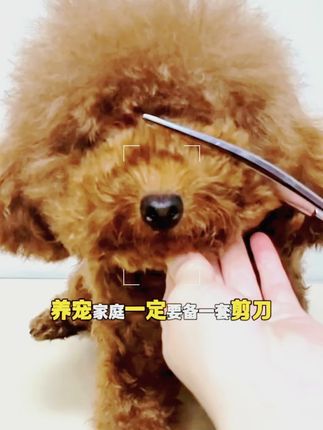 有了这套剪刀,自己在家就可以剪毛,一年省下大几千去宠物店的钱 #萌宠好物 #萌宠出道计划 宠物剪刀美容专用工具专业修毛剪狗毛弯剪子狗狗泰迪剪毛理发剪刀