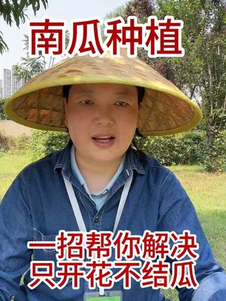 南瓜秧子疯长,一招帮你解决只开花不结瓜 #南瓜种植技术 #南瓜基地 #种植南瓜秧子疯长,一招帮你解决只开花不结瓜