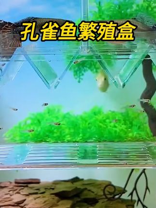 孔雀鱼也太能生了,真的养不过来了#隔离盒 #孔雀鱼宝宝 #繁殖盒 #新手养鱼