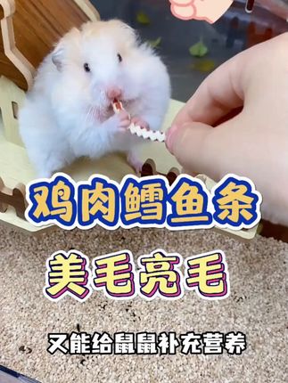 乐芽芽鳕鱼鸡肉啵啵条仓鼠零食金丝熊磨牙用品蛋白增肥营养更美味 #营养更美味 #磨牙 #仓鼠零食