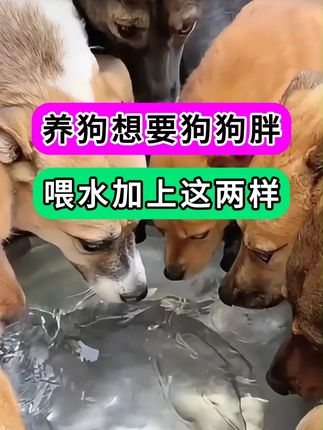 要想狗狗长得胖 喂水加上这两样 #养狗 #土狗养殖 #养狗经验分享 #养狗技术分享