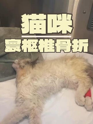 张政team宠物集诊